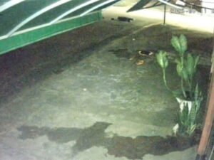 Polícia Civil conclui inquérito sobre tentativa de feminicídio em Cacoal