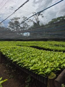 Inovação em Cacoal: Viveiro alia tecnologia e sustentabilidade para impulsionar a produtividade no campo